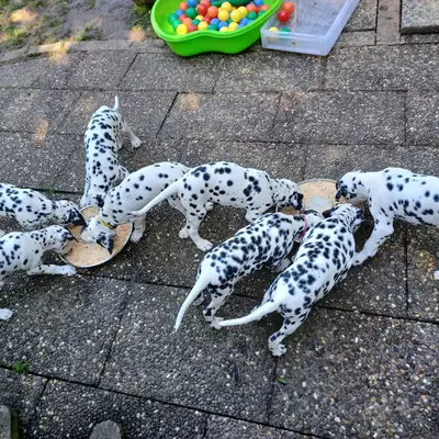 Bild aus Applecreek  in Bayern, wo unsere Dalmatiner-Hunde in einer liebevollen Umgebung aufwachsen.