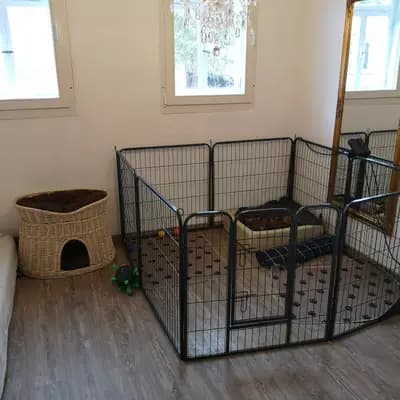 Bild aus Lowermillzwergpinscher  in Baden-Württemberg, wo unsere Zwergpinscher-Hunde in einer liebevollen Umgebung aufwachsen.