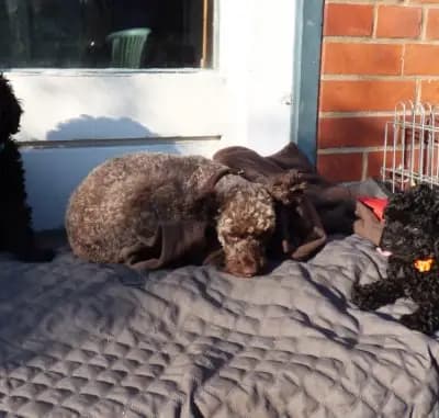 Bild aus Pudelzucht von der Jade in Niedersachsen, wo unsere Zwergpudel-Hunde in einer liebevollen Umgebung aufwachsen.