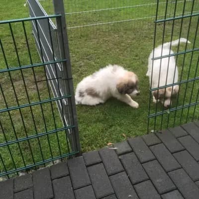 Galerie-Bild von Pyrenäenberghunde vom  Nienkamphof  in Nordrhein-Westfalen, mit Eindrücken unserer Pyrenäen-Berghund-Zucht.