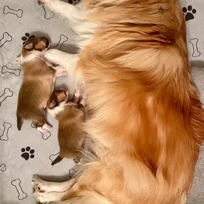 Bild aus Luxiole in Baden-Württemberg, wo unsere Shetland Sheepdog-Hunde in einer liebevollen Umgebung aufwachsen.