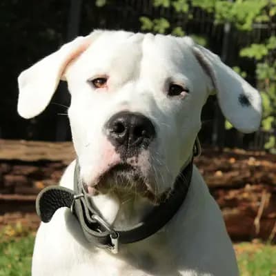 Foto von Blade, einem geretteten Dogo Argentino in Hamburg.