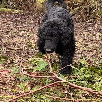 Bild aus Airedaleterrierof Ravenclaw  in Mecklenburg-Vorpommern, wo unsere Großpudel (Königspudel)-Hunde in einer liebevollen Umgebung aufwachsen.