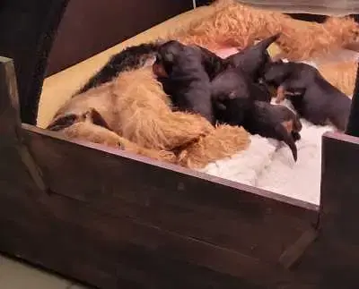 unnamed - Airedale Terrier Welpe in Bayern