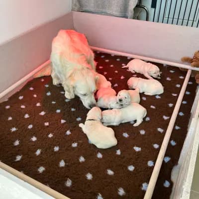 Bild aus Just Gold Pure Love Golden Retriever  in Mecklenburg-Vorpommern, wo unsere Golden Retriever-Hunde in einer liebevollen Umgebung aufwachsen.