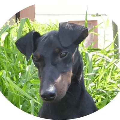 Galerie-Bild von Manchester Terrier "vom Trajan" in Bayern, mit Eindrücken unserer Manchester Terrier-Zucht.