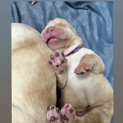 Dream of Ambers Donna - Labrador Retriever Welpe in Bayern