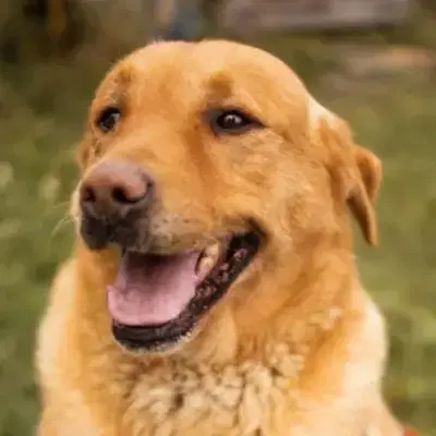 Roki