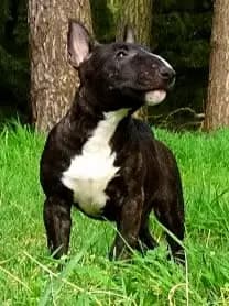 Erik – Miniature Bullterrier Welpe, Niedersachsen, Grootgebracht door Kawaakari