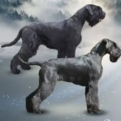 vom Schenkenwald cover