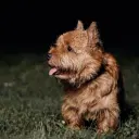 Norwich Terrier