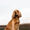 English Cocker Spaniel