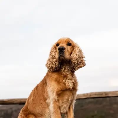 Anglický kokršpaněl breed