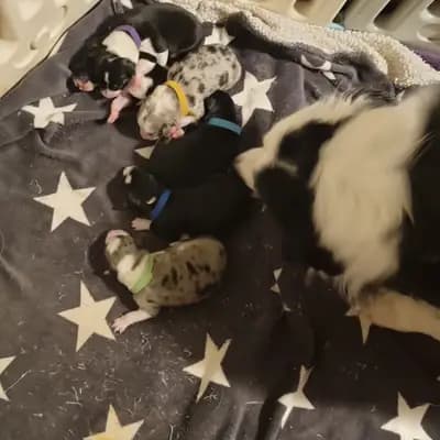 Bild aus Lucky charms in Oberösterreich, wo unsere Großpudel (Königspudel)-Hunde in einer liebevollen Umgebung aufwachsen.