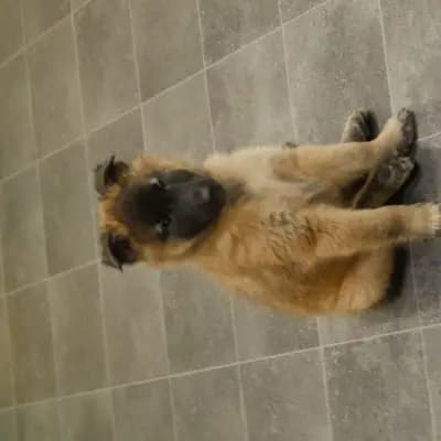 Galerie-Bild von Tervueren vom Reesberg in Nordrhein-Westfalen, mit Eindrücken unserer Belgische Schäferhunde-Zucht.