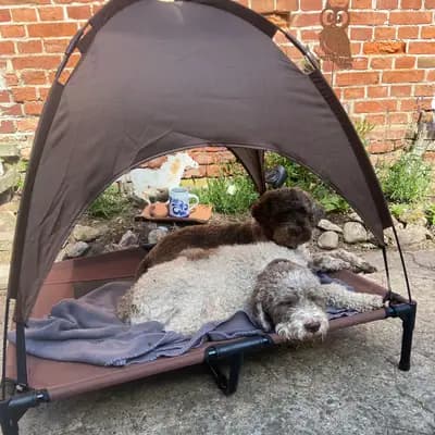 Bild aus Lagotto Romagnolo vom Tietenhof in Niedersachsen, wo unsere Lagotto Romagnolo-Hunde in einer liebevollen Umgebung aufwachsen.
