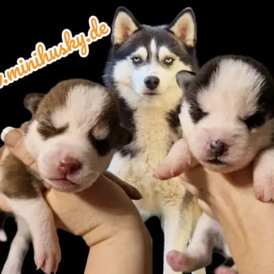 Mystic Falls Pomsky Minihuskys