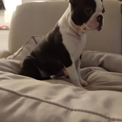 Galerie-Bild von Von den Manchester Hexen Boston Terrier Zucht in Nordrhein-Westfalen, mit Eindrücken unserer Boston Terrier-Zucht.