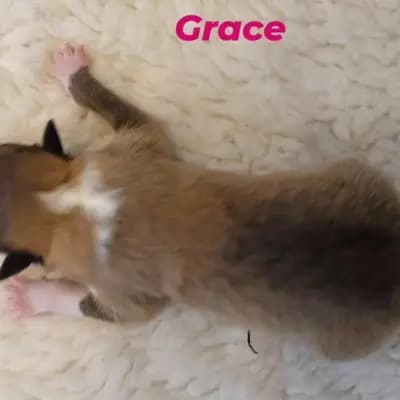 Grace von der Brettachwiese - Collie (Langhaar) Welpe in Baden-Württemberg