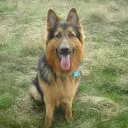 Altdeutscher Schäferhund