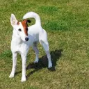 Fox Terrier (Smooth Hair)