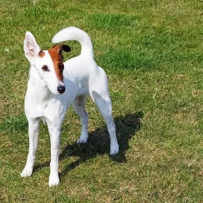 Fox Terrier (Glatthaar) – Hunderasse
