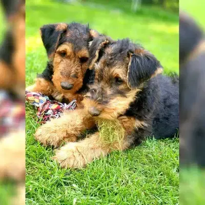 of British Dale cover