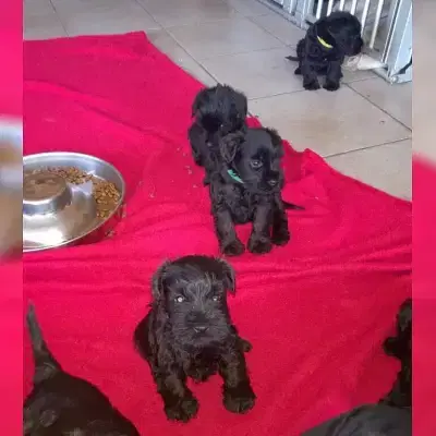 von Lutzifers Castle cover