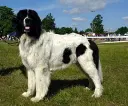 Landseer