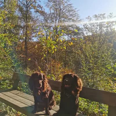 Titelbild von American Water Zucht im Bergischen Land  in Nordrhein-Westfalen, Heimat unserer American Water Spaniel-Zucht.