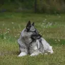 Norwegischer Elchhund (grau)