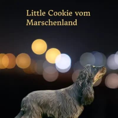 I-Wurf – Cocker spaniel angielski Wurf, Brandenburg, Wychowany przez Hundezucht vd Schönefelder Höhe