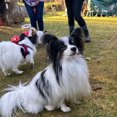 Galerie-Bild von Papillons von der Flussaue  in Niedersachsen, mit Eindrücken unserer Kontinentaler Zwergspaniel (Papillon)-Zucht.