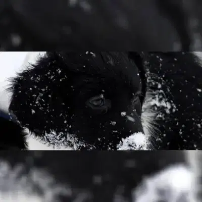 Fan Dútser Lânsdouwe cover