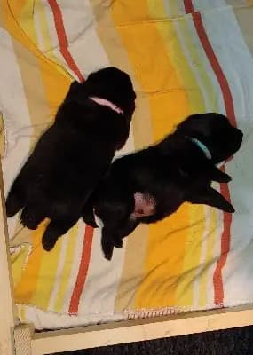 Foto des K-Wurf von Schipperke in Hundezucht von Obersöhren, aufgenommen in Schleswig-Holstein.