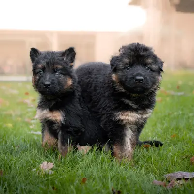 Galerie-Bild von Altdeutsche Schäferhunde vom Kreuzkamp  in Schleswig-Holstein, mit Eindrücken unserer Altdeutscher Schäferhund-Zucht.