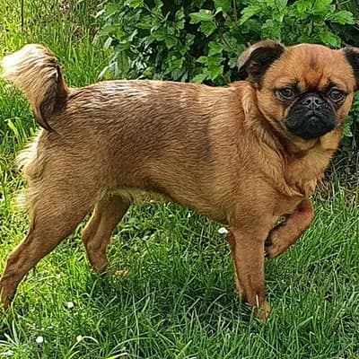 Brabanter Griffon – Hunderasse