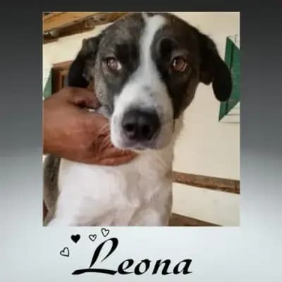 Leona