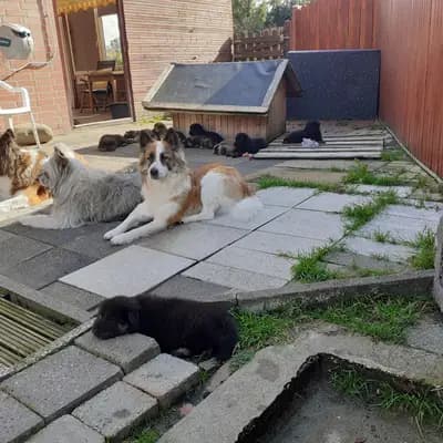 Bild aus Niemandsländer von der Hünenburg-Lohn in Nordrhein-Westfalen, wo unsere Niemandsländer-Hunde in einer liebevollen Umgebung aufwachsen.