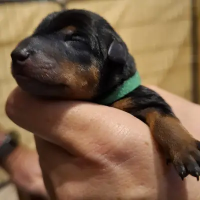 Zwergpinscher Puppy, Bayern, Raised by Zwergpinscher vom Zwergbach