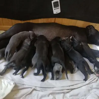 Titelbild von Saupackerwelpen in Mecklenburg-Vorpommern, Heimat unserer Cane Corso Italiano-Zucht.