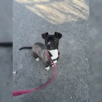 Bela
