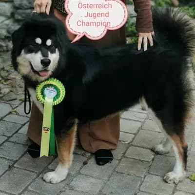 Bild aus Kalyani´s in Niederösterreich, wo unsere Do Khyi-Hunde in einer liebevollen Umgebung aufwachsen.