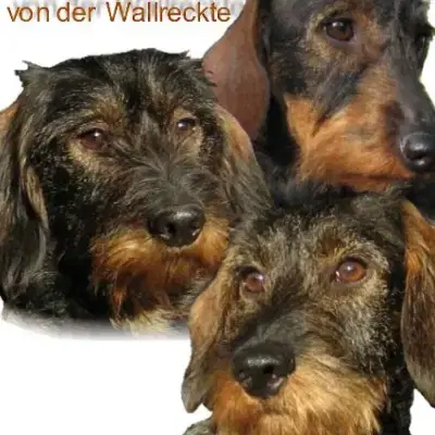 von der Wallreckte cover