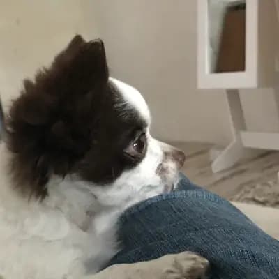 Evita-Elaine - Chihuahua Welpe in Nordrhein-Westfalen