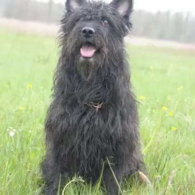 Titelbild von Bouvier des Ardennes Zuchtstätte Hasenhirsch in Bayern, Heimat unserer Bouvier des Ardennes-Zucht.
