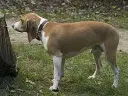 Berner Niederlaufhund