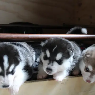 Galerie-Bild von Bright Little Bear  in Niedersachsen, mit Eindrücken unserer Siberian Husky-Zucht.