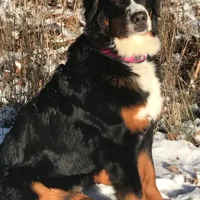 Berner Sennen Welpen - Berner Sennenhund Welpe in Bayern