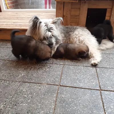 Bild aus Niemandsländer von der Hünenburg-Lohn in Nordrhein-Westfalen, wo unsere Niemandsländer-Hunde in einer liebevollen Umgebung aufwachsen.